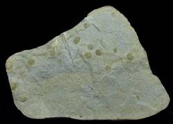 Glaukonitischer Sandstein mit Brachiopoden
