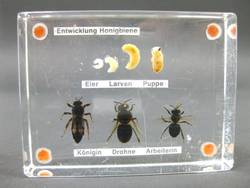 Entwicklung der Honigbiene, Einschlußpräparat;