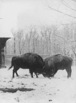 Zoo Berlin: zwei Bisons