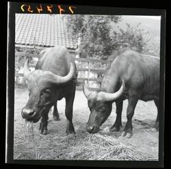 „Zwei Kaffernbüffel im Zoo eingetroffen.“