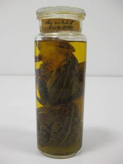 Teichfrosch, Pelophylax kl. esculentus