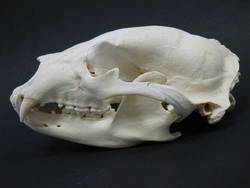 Amerikanischer Schwarzbär, Ursus americanus, männlich