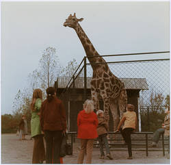 "Tierpark Berlin / Die Herbstferien nutzten viele Berliner Schüler zu einem >Besuch im Friedrichsfelder Tierpark. Am Giraffengehege wird dann geschätzt, wie groß das Tier wohl sein mag."