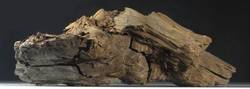 Fossiles Holz aus der Braunkohle