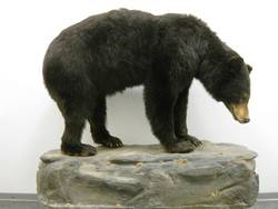 Amerikanischer Schwarzbär, Ursus americanus