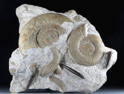Kalksteinplatte mit Ammoniten und Belemniten