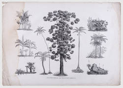 Atlas zur Reise in Brasilien von Dr. v. Spix und Dr. v. Martius - Pflanzenformen des tropischen Amerika