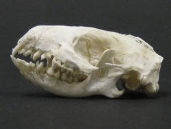 Braunbrustigel, Erinaceus europaeus;