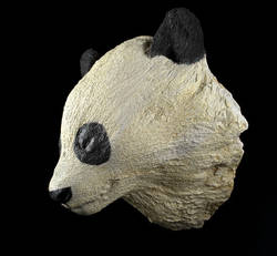 Großer Panda, Ailuropoda melanoleuca