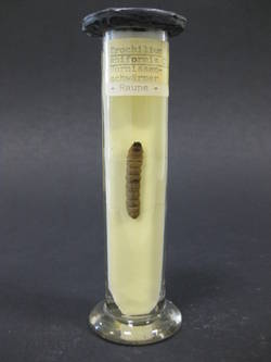 Hornissenglasflügler, Sesia apiformis;
