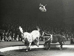 Der Kunstreiter Addi Enders präsentiert einen Salto über zwei Pferde im Circus Adolf Althoff;