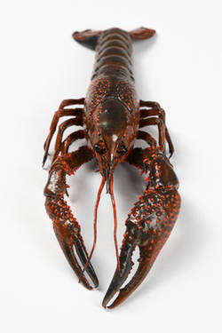 Roter Amerikanischer Sumpfkrebs, Procambarus clarkii