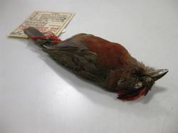 Roter Kronfink, Coryphospingus cucullatus, männlich