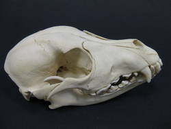 Haushund (Beagle), Canis lupus f. familiaris;