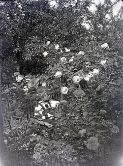 Frau und Junge hinter einem Rosenstrauch (Berta und Ilse? im Garten)