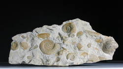Kalksteinplatte mit Ammoniten und Belemniten