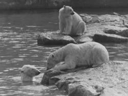 Zoo Berlin: Eisbären
