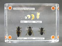 Entwicklung der Honigbiene;