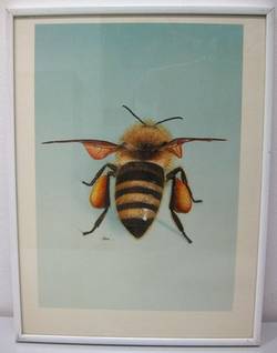 Honigbiene mit Pollenhöschen