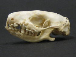 Nördlicher Weißbrustigel, Erinaceus roumanicus;