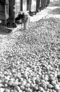Ein Mann schaufelt lose neben Güterwaggons liegende Kartoffeln
