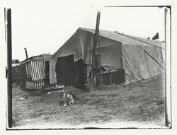 Schäferhund und dahinter Zelte
