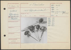 Weiteres Medium des Element mit der Inventarnummer S 1867-71