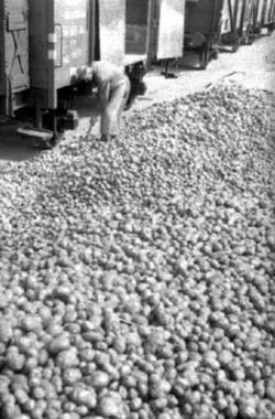 Ein Mann schaufelt lose neben Güterwaggons liegende Kartoffeln