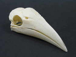 Malaien-Hornvogel, Anthracoceros malayanus, männlich;