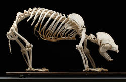 Großer Panda, Ailuropoda melanoleuca, Skelett;