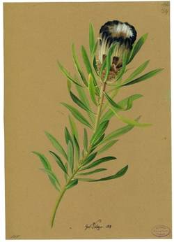 Protea (Protea lepidocarpodendron)