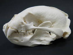 Malaienbär, Helarctos malayanus