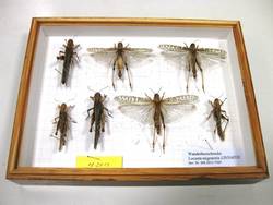 Europäische Wanderheuschrecke, Locusta migratoria;