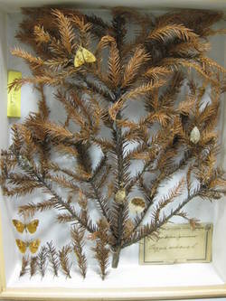 Schlehenspinner, Orgyia antiqua