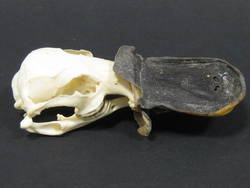 Schnabeltier, Ornithorhynchus anatinus, Schädelpräparat