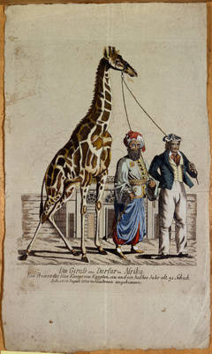 Die Giraffe aus Dafur in Afrika;