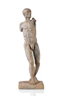 Muskelmann (anatomische Figur)