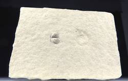 Aptychus und Ammonit im Solnhofener Plattenkalk