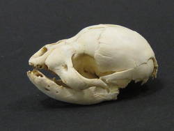 Waldhund, Speothos venaticus, neu geborenes Jungtier