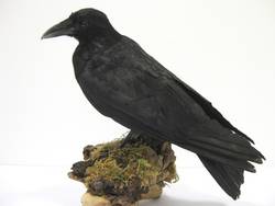 Rabenkrähe, Corvus corone