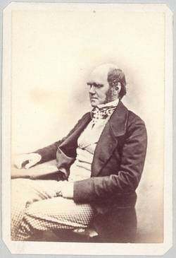 Charles Darwin, engl. Naturforscher.