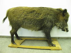 Europäisches Wildschwein, Sus scrofa, Bache