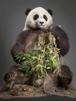 Großer Panda "Tien Tien", Ailuropoda melanoleuca