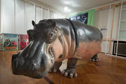 Flußpferd "Knautschke", Hippopotamus amphibius, Skulptur 1:1