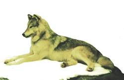 Mackenzie-Wolf, Canis lupus occidentalis
