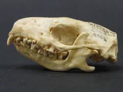 Braunbrustigel, Erinaceus europaeus, Albino