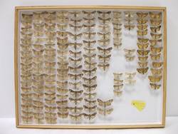 Schmetterlinge, Lepidoptera, Sammlung Cleve