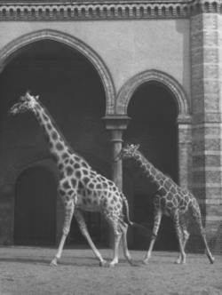 Zoo Berlin: Giraffen