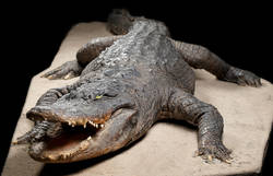 Mississippi-Alligator "Swampy", Alligator mississippiensis