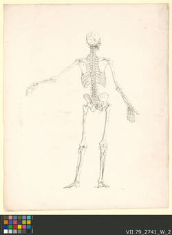 Das männliche Skelet von der Rückenseite;